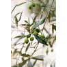 olives de kalamata
