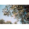 Huile d'Olive Extra Vierge de Crète de Sitia 500ml