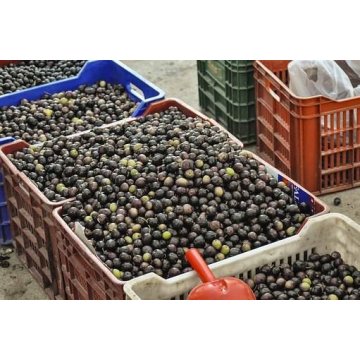 olives grecques