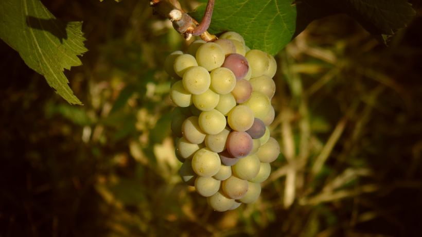 raisin grec cépage de vin