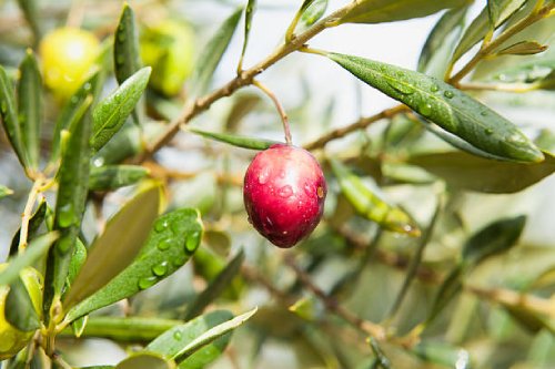 olive-amphissas